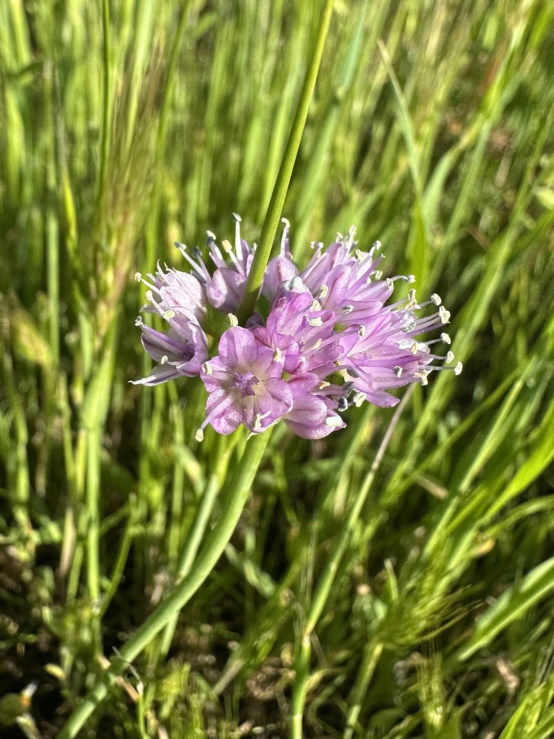 Allium howellii var. howellii photo 6