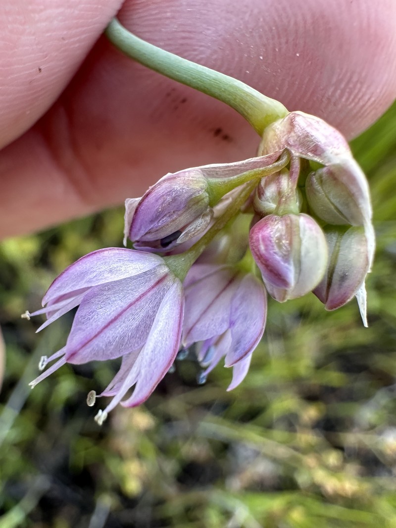 Allium howellii var. howellii photo 8