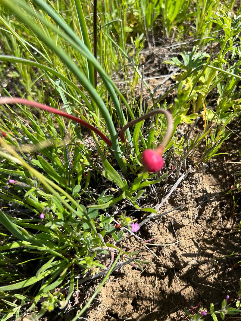 Allium howellii var. sanbenitense