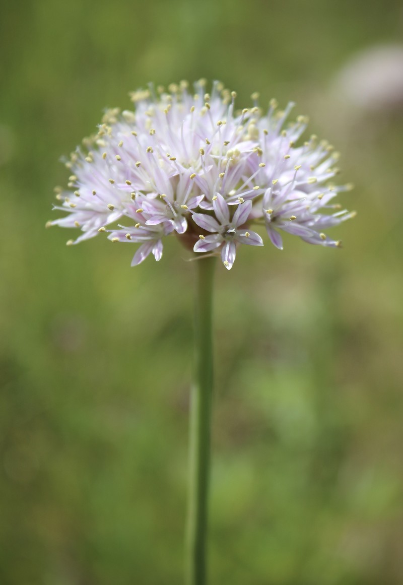 Allium howellii var. sanbenitense photo 2