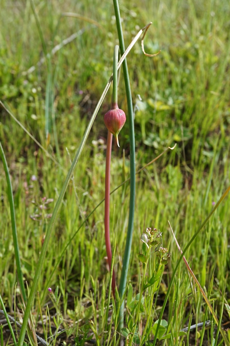 Allium howellii var. sanbenitense photo 4
