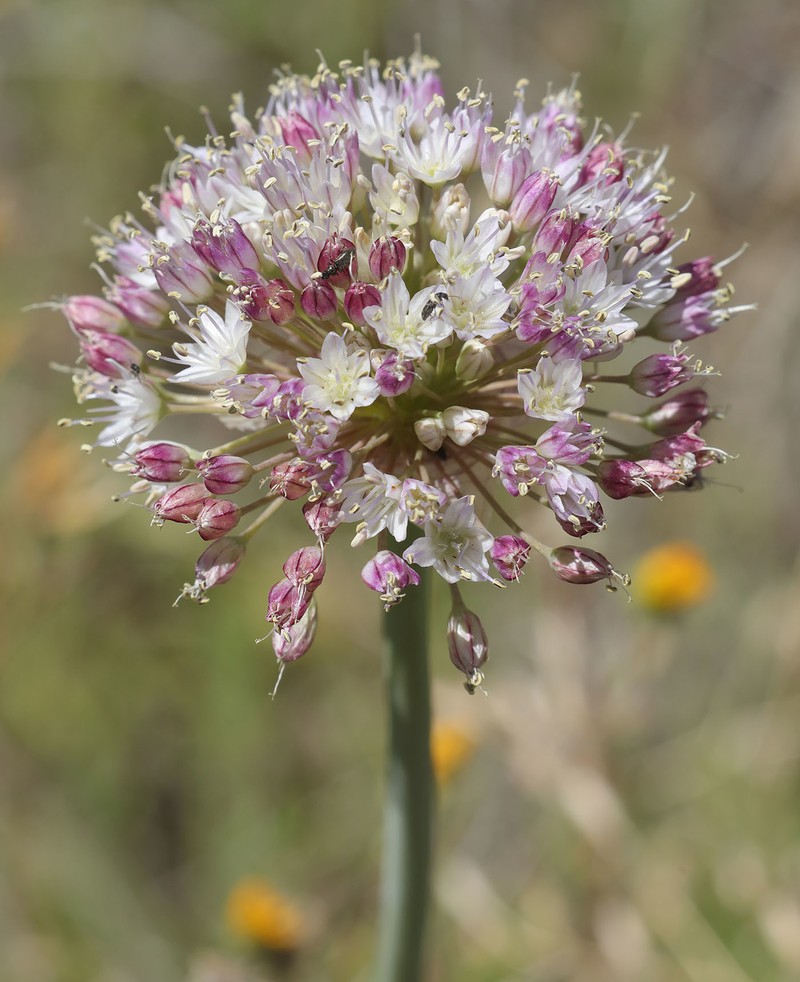 Allium howellii var. sanbenitense photo 5