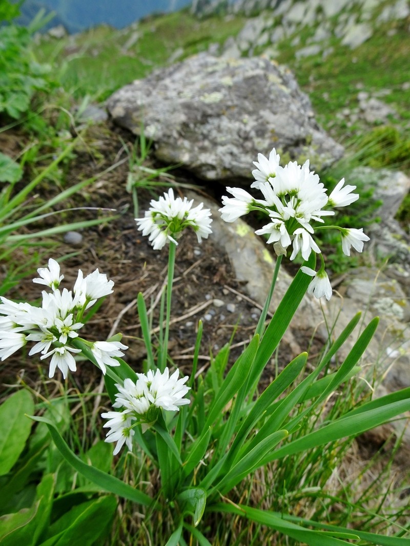 Allium humile