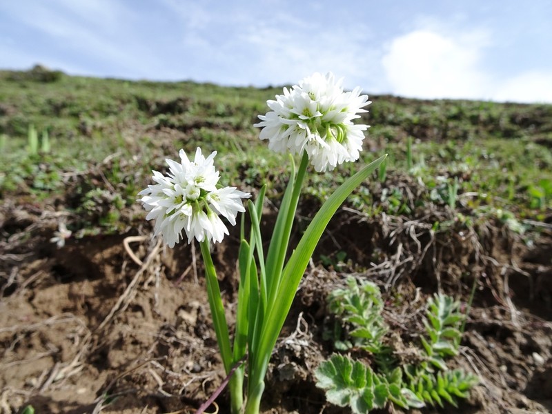 Allium humile photo 2