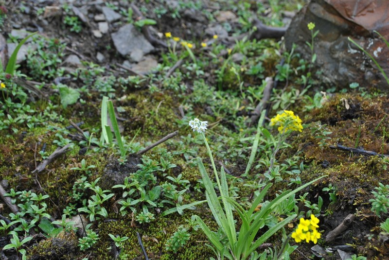Allium humile photo 3