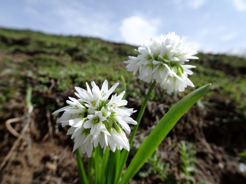 Allium humile photo 4