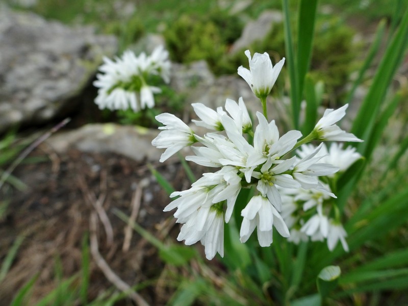 Allium humile photo 5