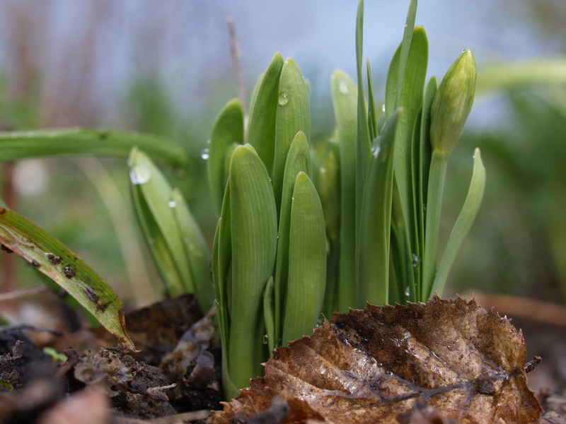 Allium humile photo 7