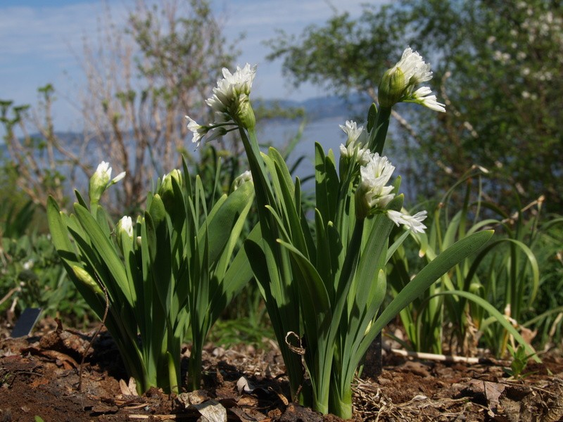 Allium humile photo 8