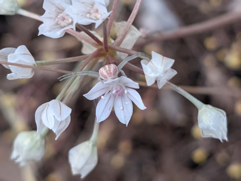 Glassy Onion photo 6