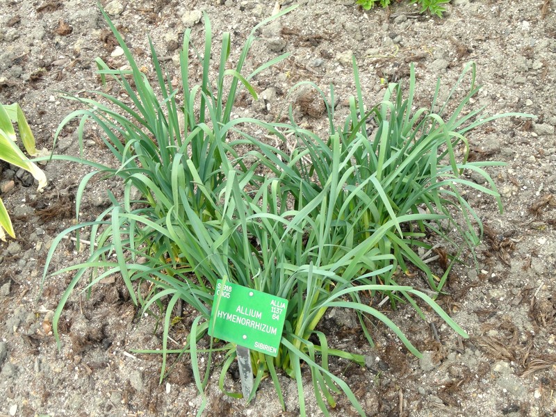 Allium hymenorhizum
