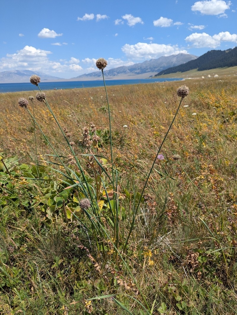 Allium hymenorhizum photo 2