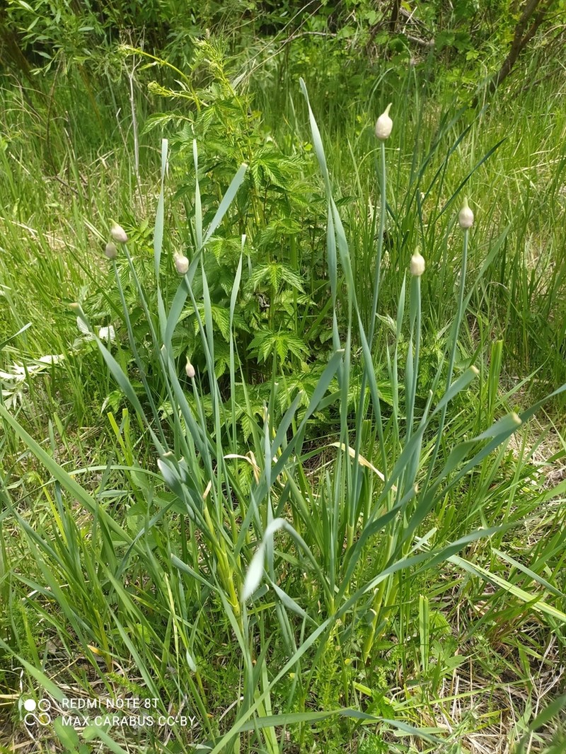 Allium hymenorhizum photo 3