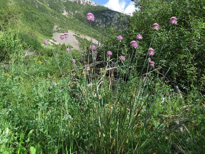 Allium hymenorhizum photo 4