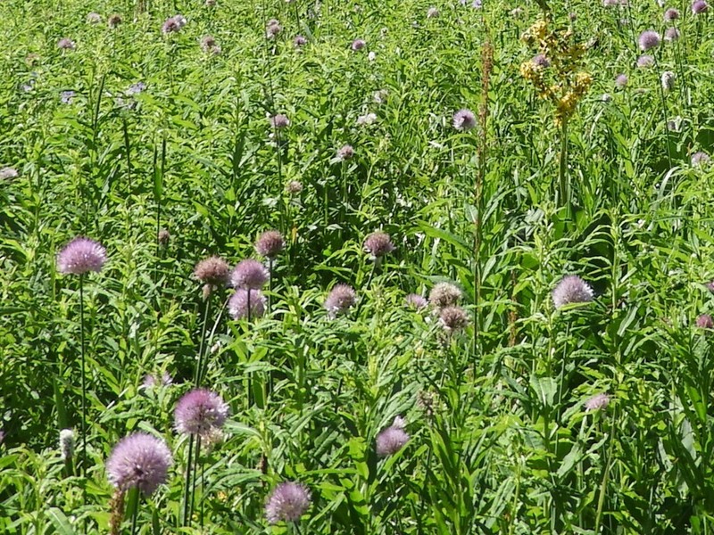 Allium hymenorhizum photo 5