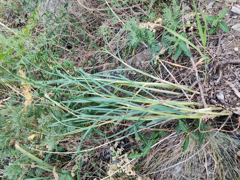 Allium hymenorhizum photo 6