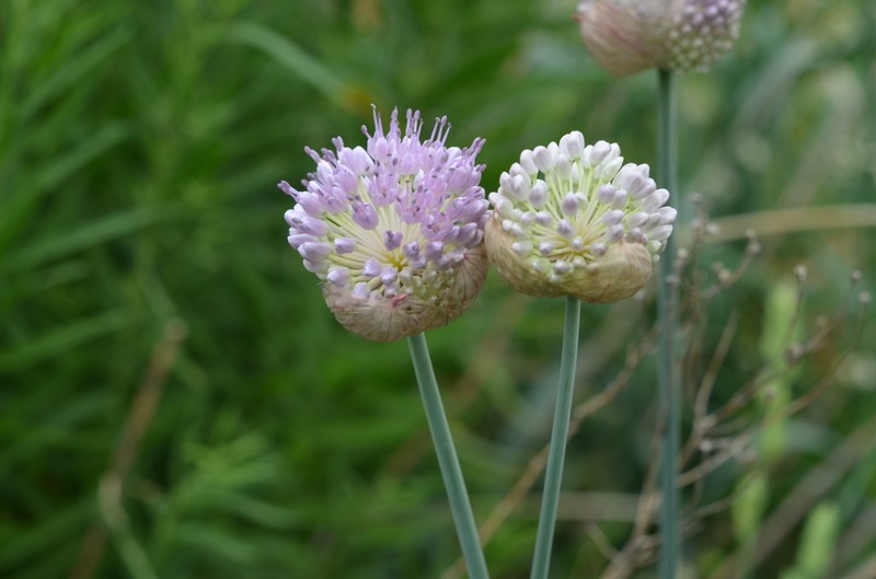 Allium hymenorhizum photo 7