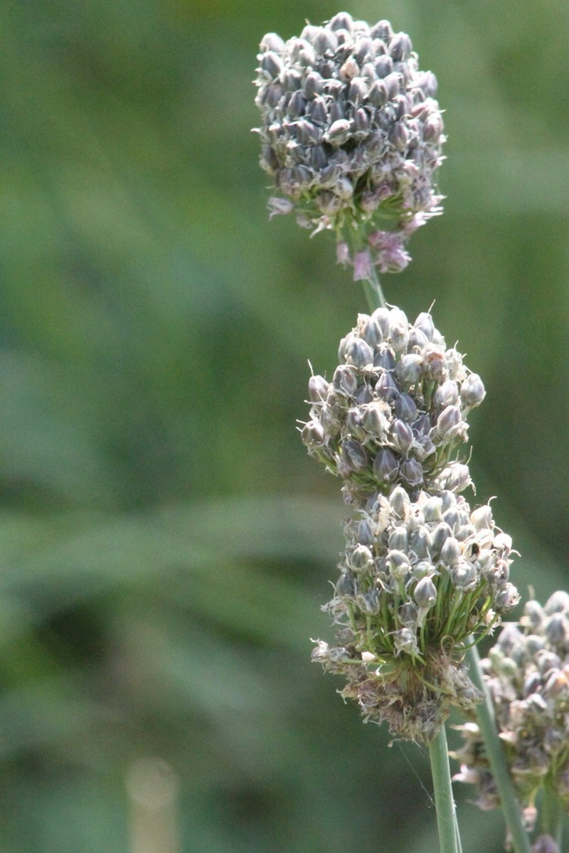 Allium hymenorhizum photo 8
