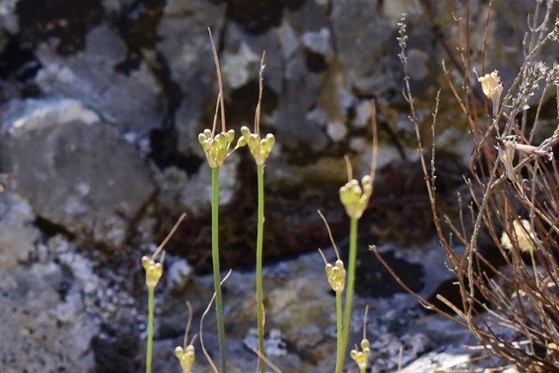Allium hymettium