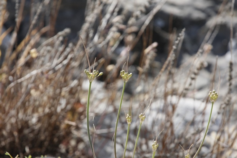 Allium hymettium photo 2