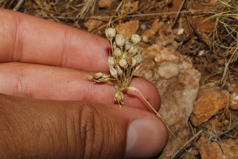 Allium hymettium photo 3