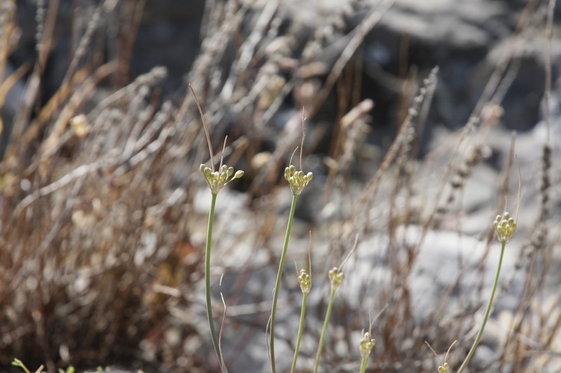 Allium hymettium photo 4