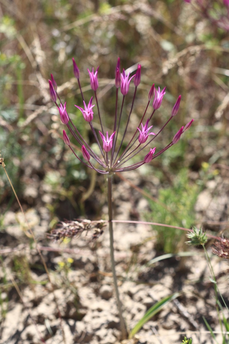 Allium iliense