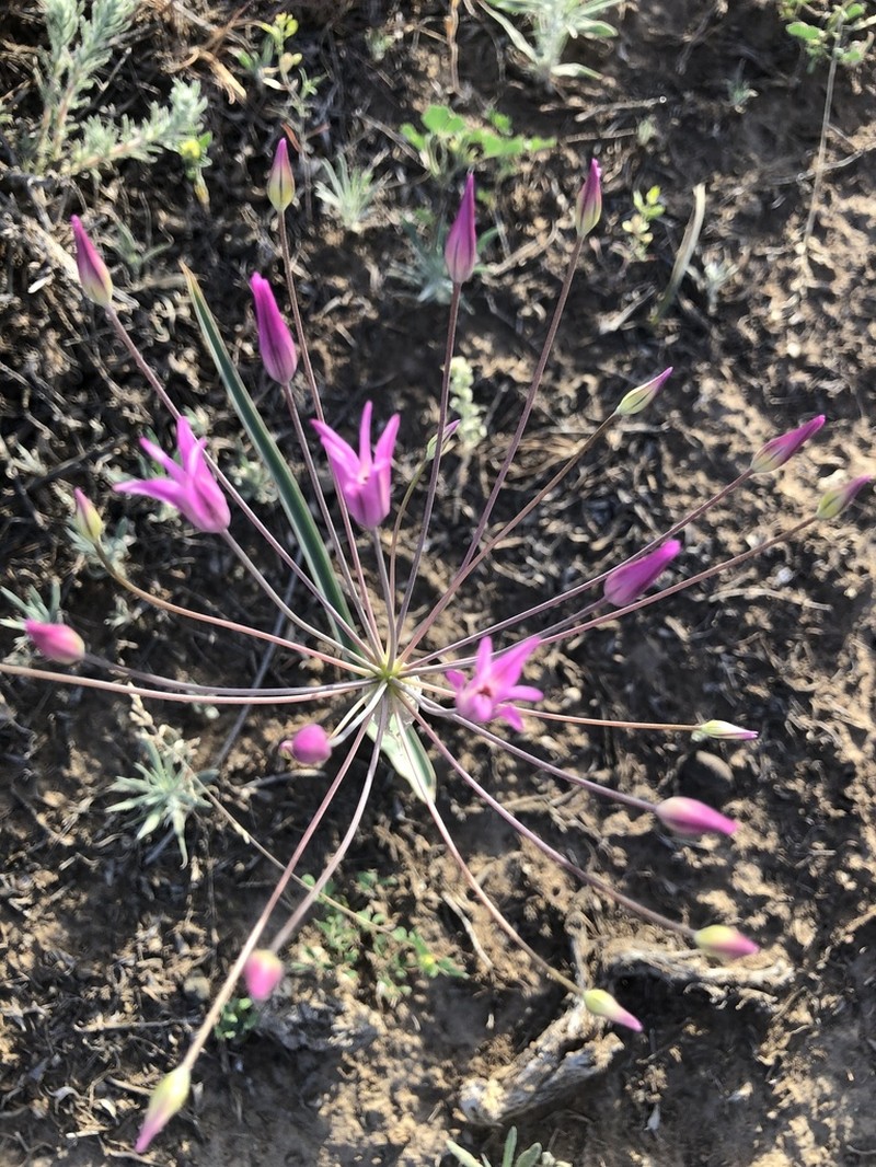 Allium iliense photo 2
