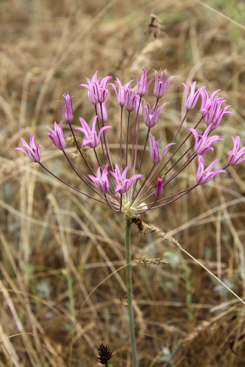 Allium iliense photo 3