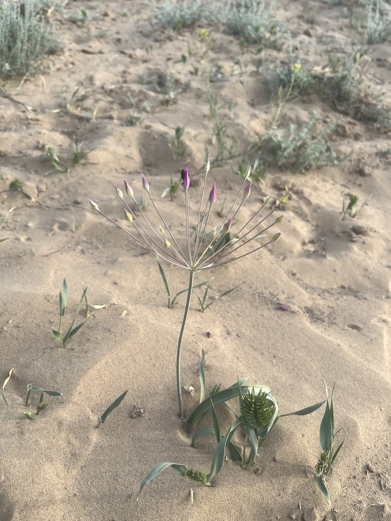 Allium iliense photo 4