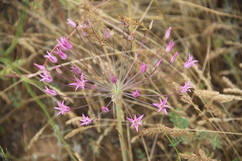 Allium iliense photo 5