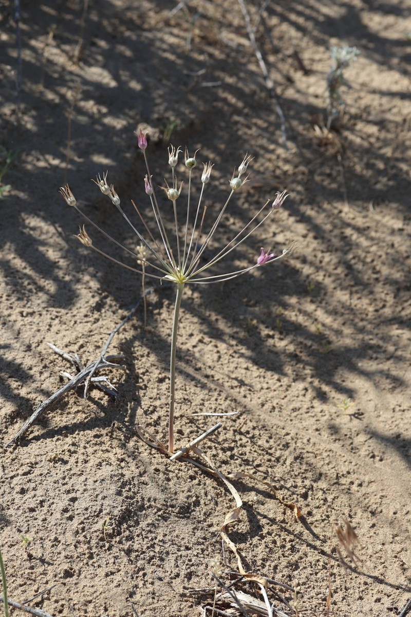 Allium iliense photo 6