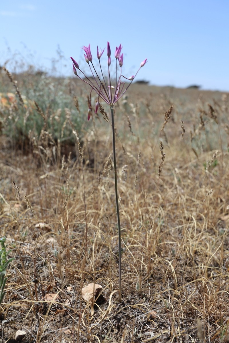 Allium iliense photo 7