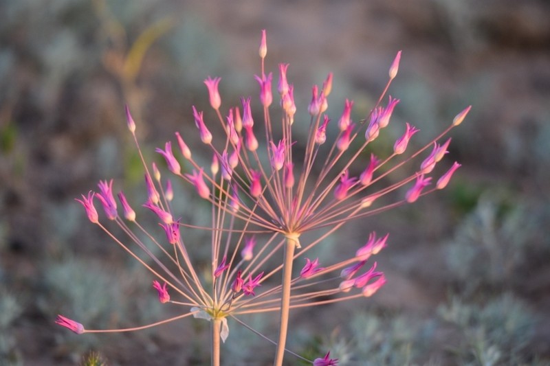 Allium iliense photo 8