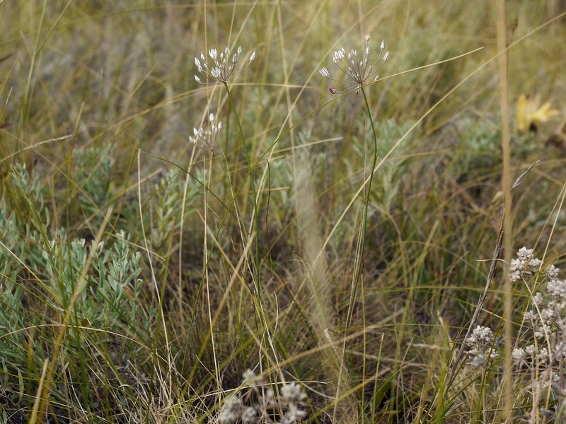 Allium inaequale
