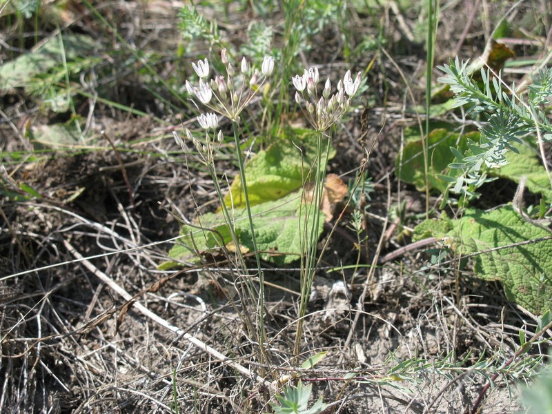 Allium inaequale photo 3