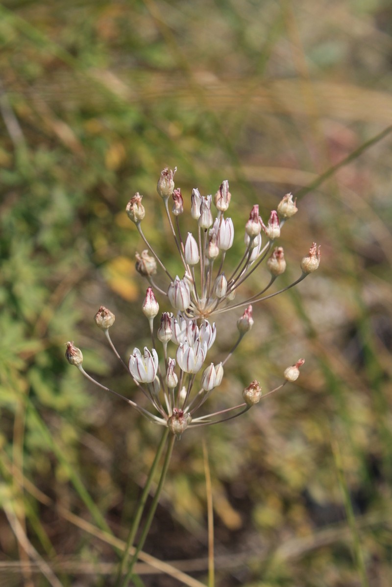Allium inaequale photo 4