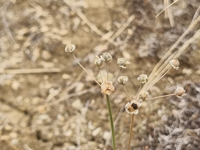 Allium inaequale photo 6