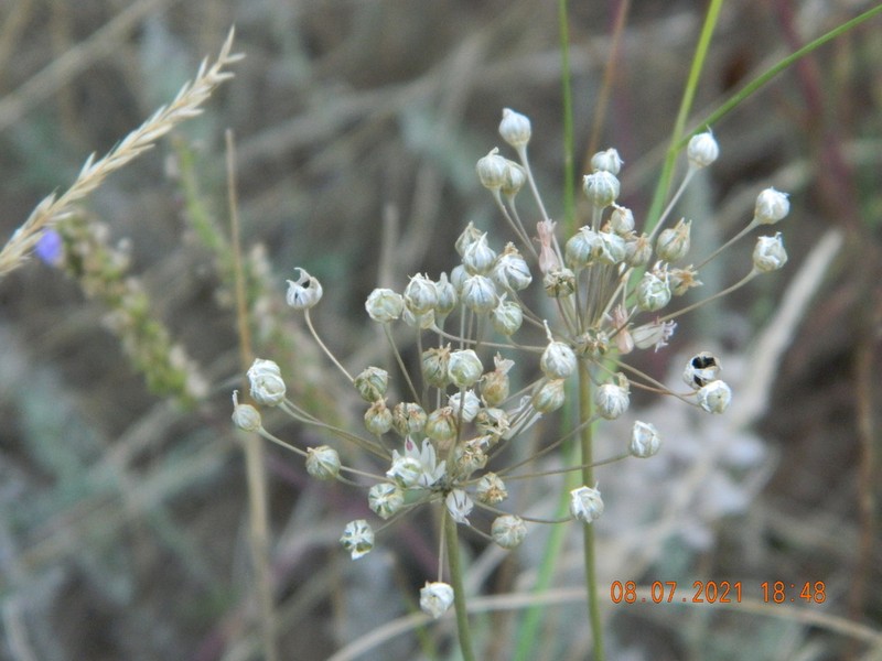 Allium inaequale photo 7