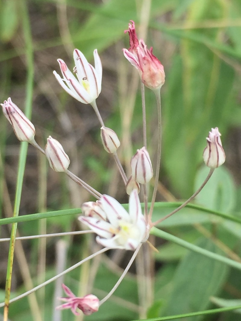 Allium inaequale photo 8