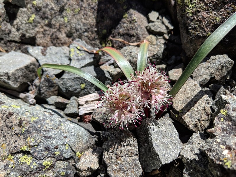 Allium incomptum