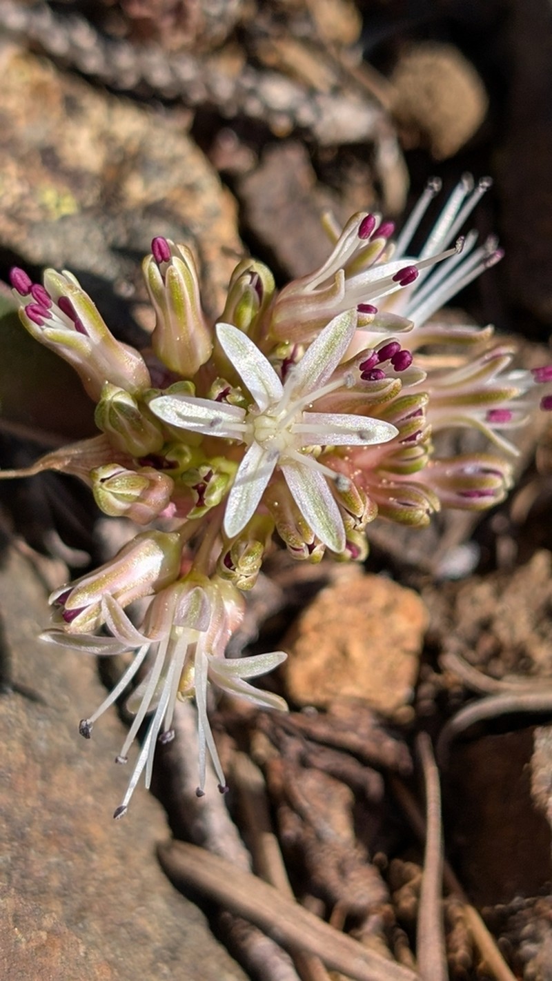 Allium incomptum photo 2