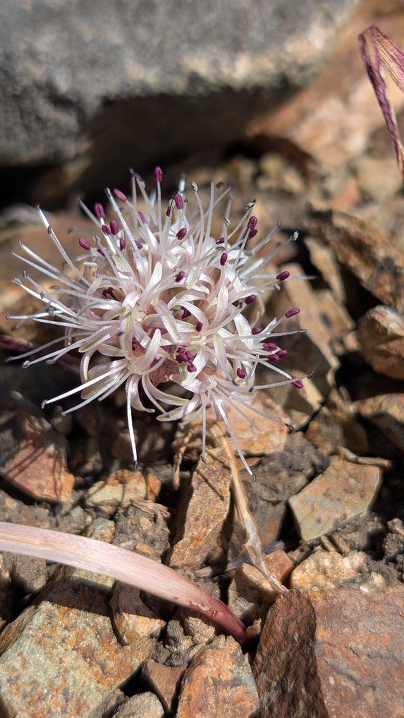 Allium incomptum photo 3