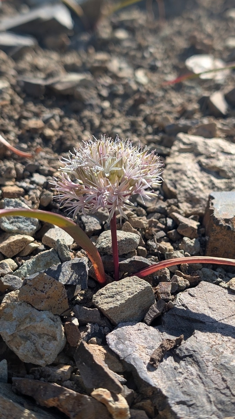 Allium incomptum photo 4