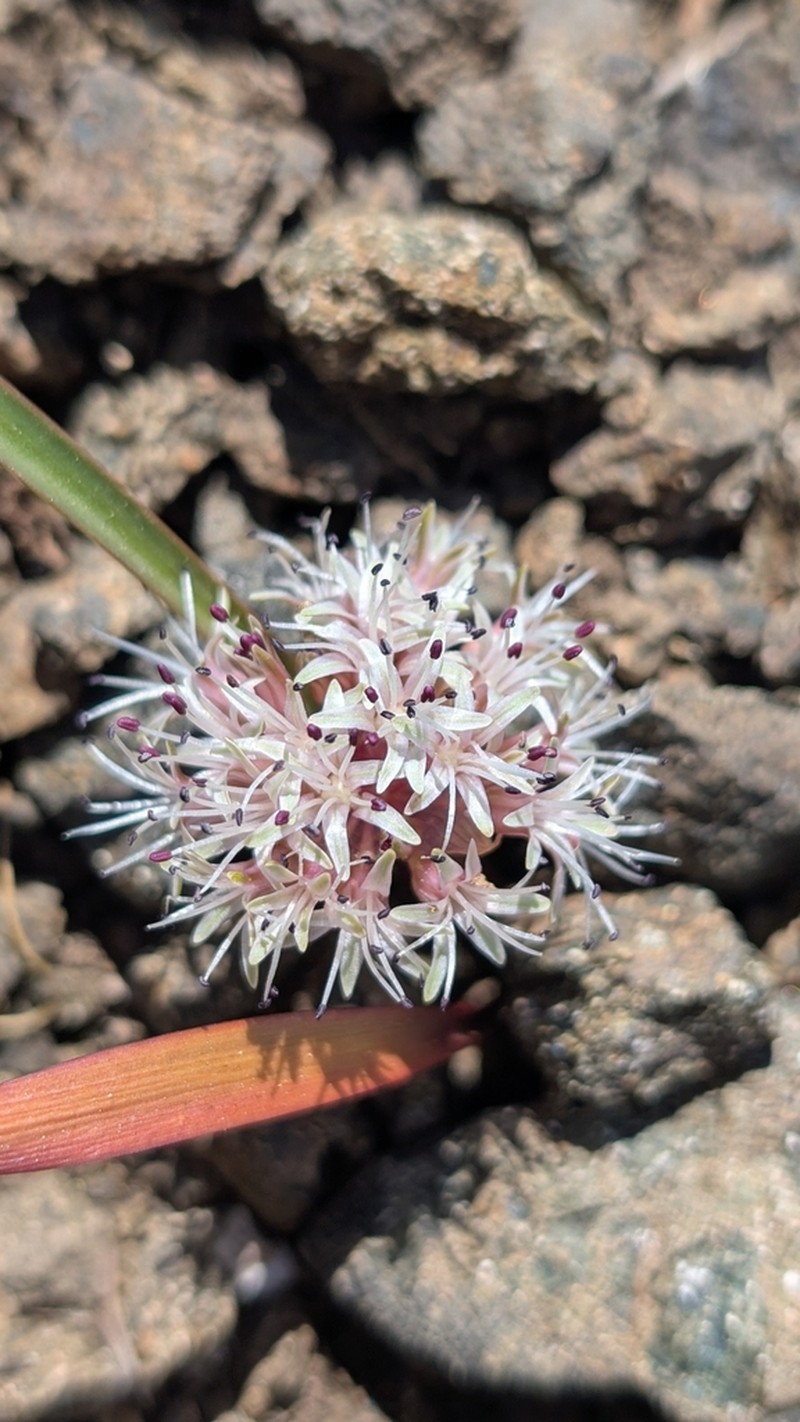 Allium incomptum photo 7
