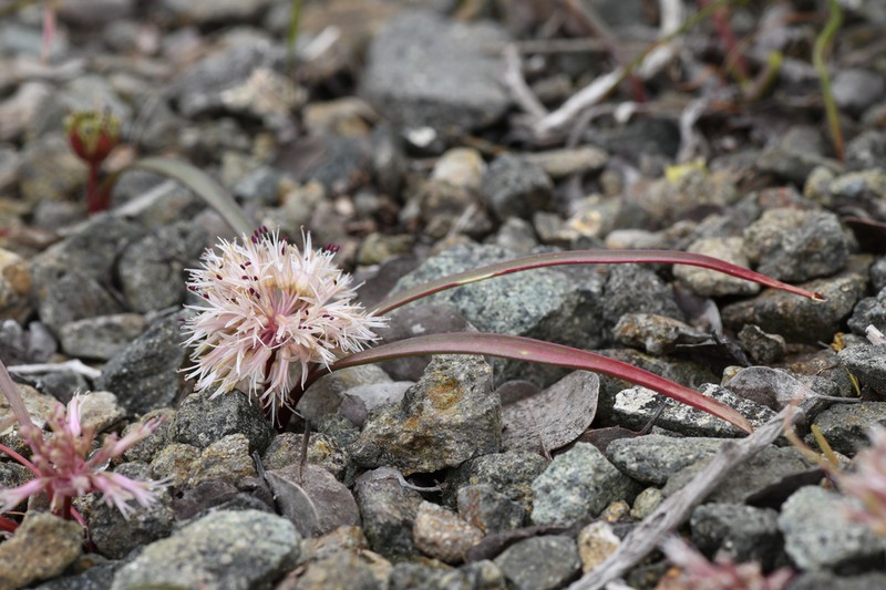 Allium incomptum photo 8