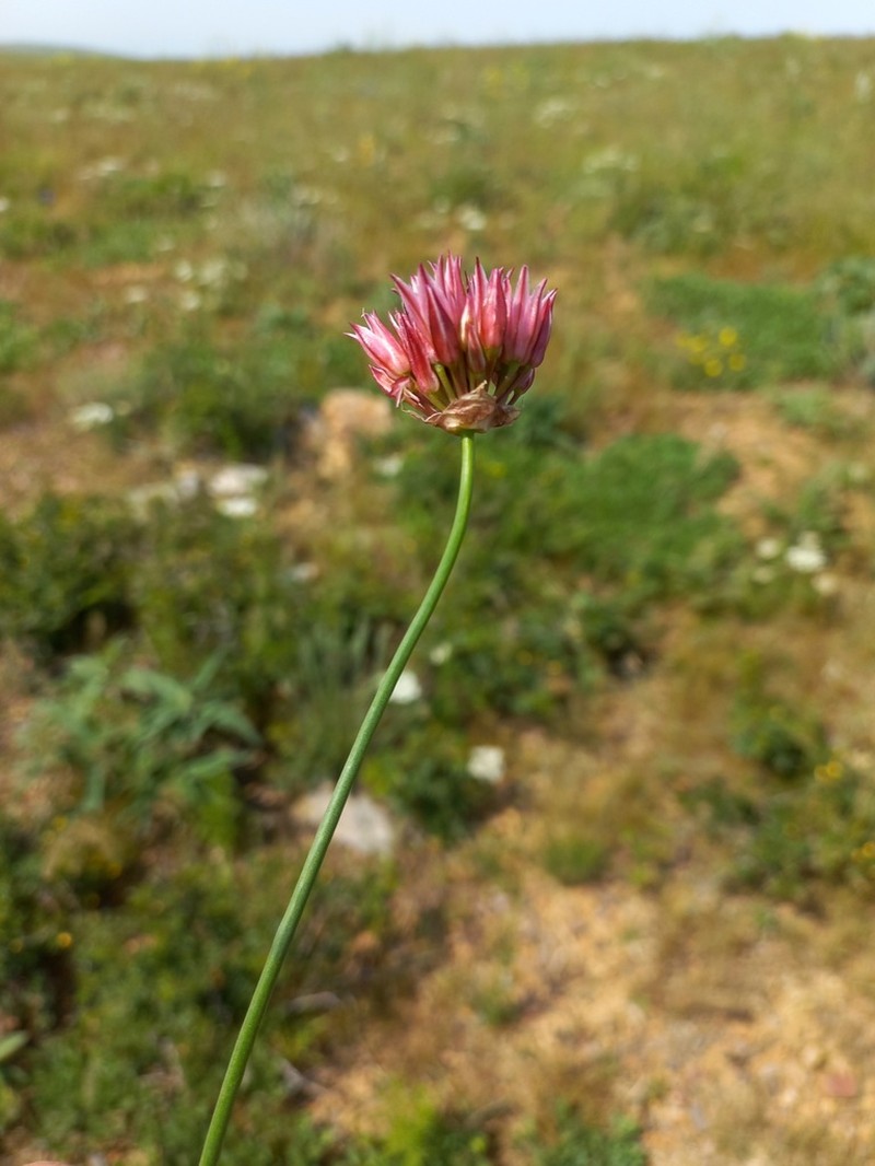 Allium inconspicuum