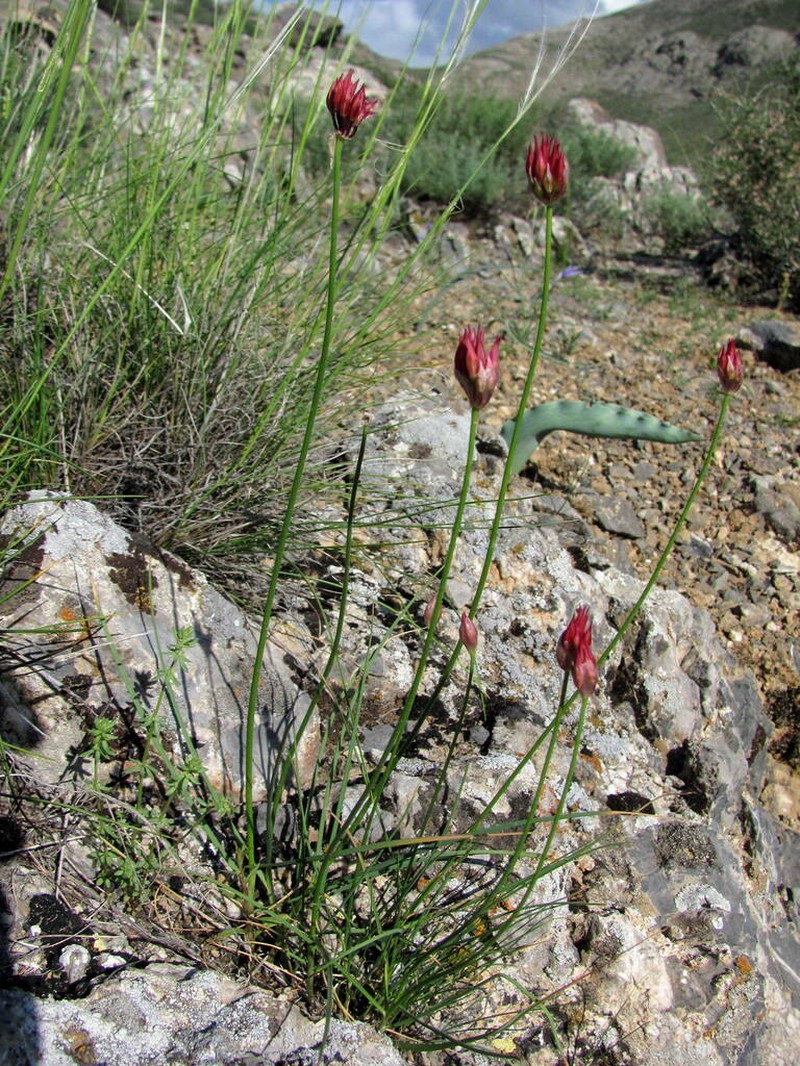 Allium inconspicuum photo 2