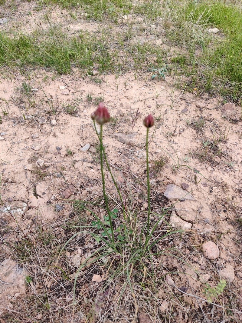 Allium inconspicuum photo 3