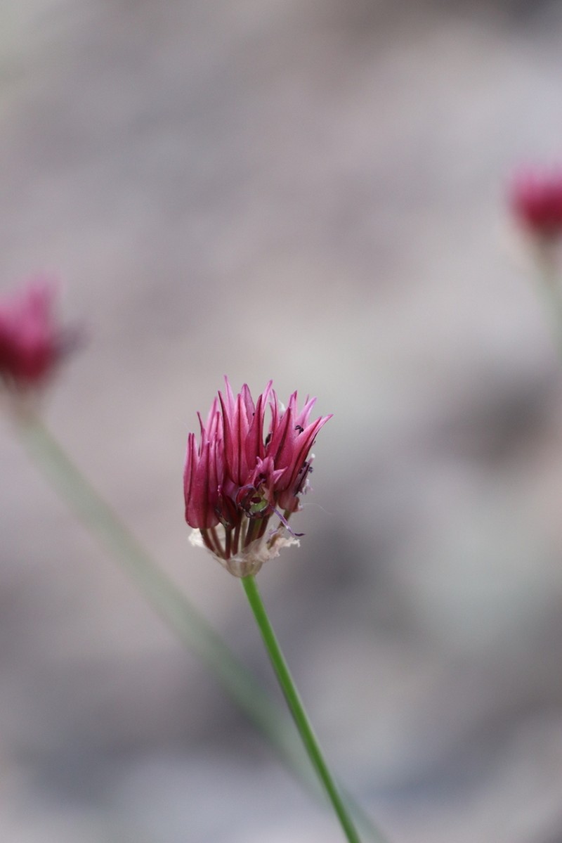 Allium inconspicuum photo 4